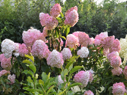 hortenzie vanilla fraise