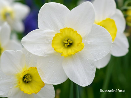 narcis canaliculatus ilustracni