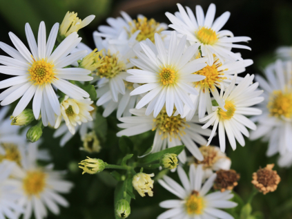 hvezdnice krovita bila