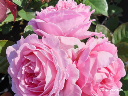 Rosengrafin Marie Henriette3