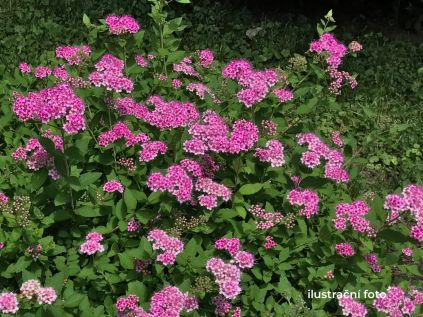 tavolnik japonsky Anthony Waterer ilustracni