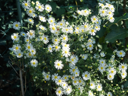 aster hvezdnice schneekissen