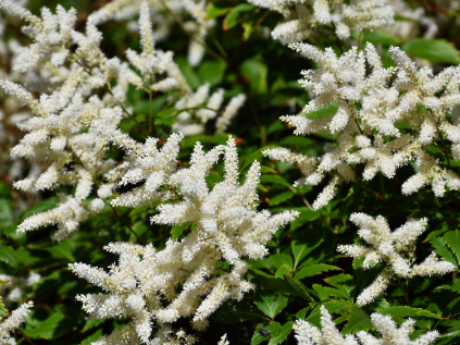 astilbe cechrava japonska deutschland