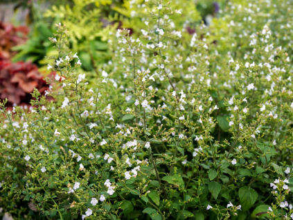 marulka santovita nepeta