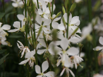 gaura svickovec summer breeze