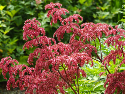 rodgersie zperena Elegans