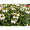 echinacea trapatka nachova alba