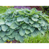 hosta bohyska big daddy