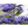HE Caryopteris clandonensis 'Grand Blue' flower