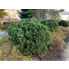 pinus mugo gnom menkehorst