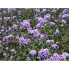 verbena sporys
