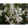 gaura svickovec summer breeze