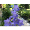 zvonek broskvolisty blue bell 2
