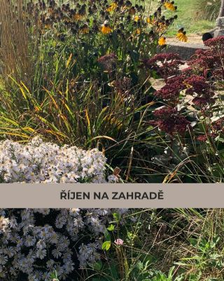 Co dalšího můžete teď na zahradě dělat kromě zalévání? 👩‍🌾 🍁 Rozdělit a přesadit trvalky 🌼, které se příliš rozrostly. 🍁...