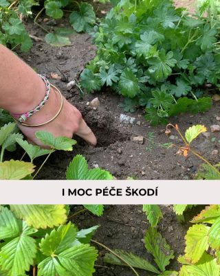7 věcí, kterými záhonu prokazujeme medvědí službu 🧸: ❌ Obliba kůrového mulče nebo štěpky: hromada mulčovací kůry těsně u...