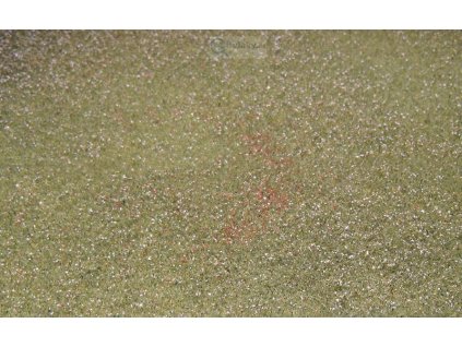 Kvetoucí pole - bílé N / Polák model 5831