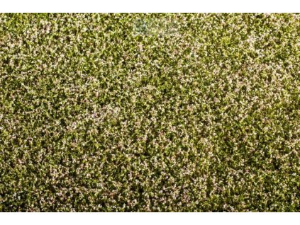 387703 kvetouci jetel model scene f430