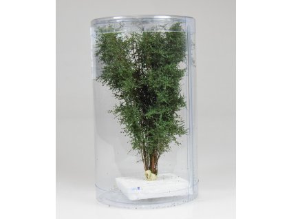 Vícekmenný strom 10-13 cm / Polák model 9525PO