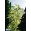 233119 4 posyp listi svetle zelena 50g noch 07142