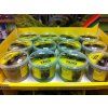 233443 2 staticka trava tmave zelena box 2 5 mm 120 g noch 08152