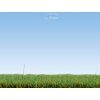 233443 3 staticka trava tmave zelena box 2 5 mm 120 g noch 08152