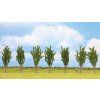 349429 2 topoly 7 ks vyska 12 cm noch 25098
