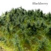 blueberry 1