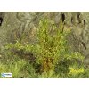 H0/TT - Vysoké keře - jemné listí - zelená světlá / Polák model 9212