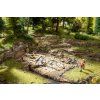 463391 h0 vykopavka kosti dinosaura rexe noch 58614
