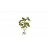 487833 4 rs 20556 60760 brunnen birke 2