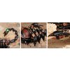 RoboTime 3D mechanické puzzle Císař Scorpion
