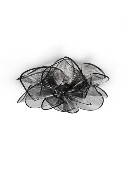 la belle black ceiling