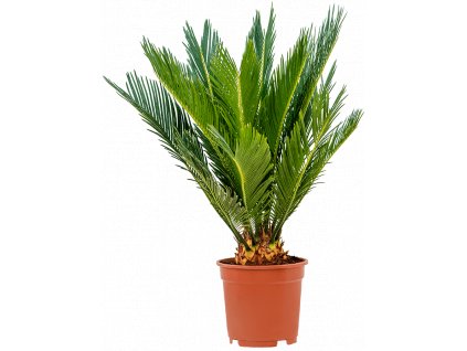 Cycas revoluta