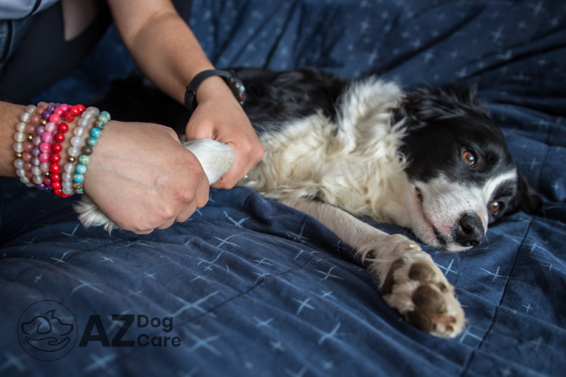 ATDOGCARE