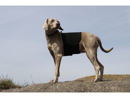 Dog BackBrace Weimaraner MG 0624 2048x2048