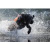 NSDxLabradorlivet Neoprene Vest 35
