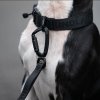 icon collar leash