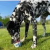 Cold&Dog – Psí zmrzlina Ovocná bomba – Jablko & Banán (90 ml)