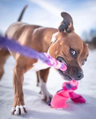 Do sortimentu motivačních hraček od Hundlands jsme přidali fleece cop ve dvou barevných provedeních! :) Pletený fleecový...