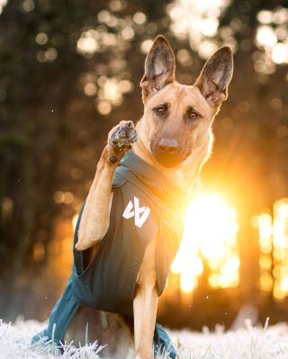 Máme opět skladem skvělou zateplenou pláštěnku od @nonstopdogwear 🐶 Fjord lined raincoat Funkční psí pláštěnka do...