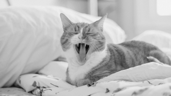 Antialergické vankúše – ako si vybrať ten správny pre vás?