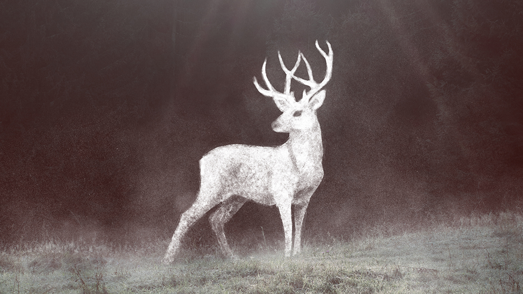 Lesní příběh z Beskyd