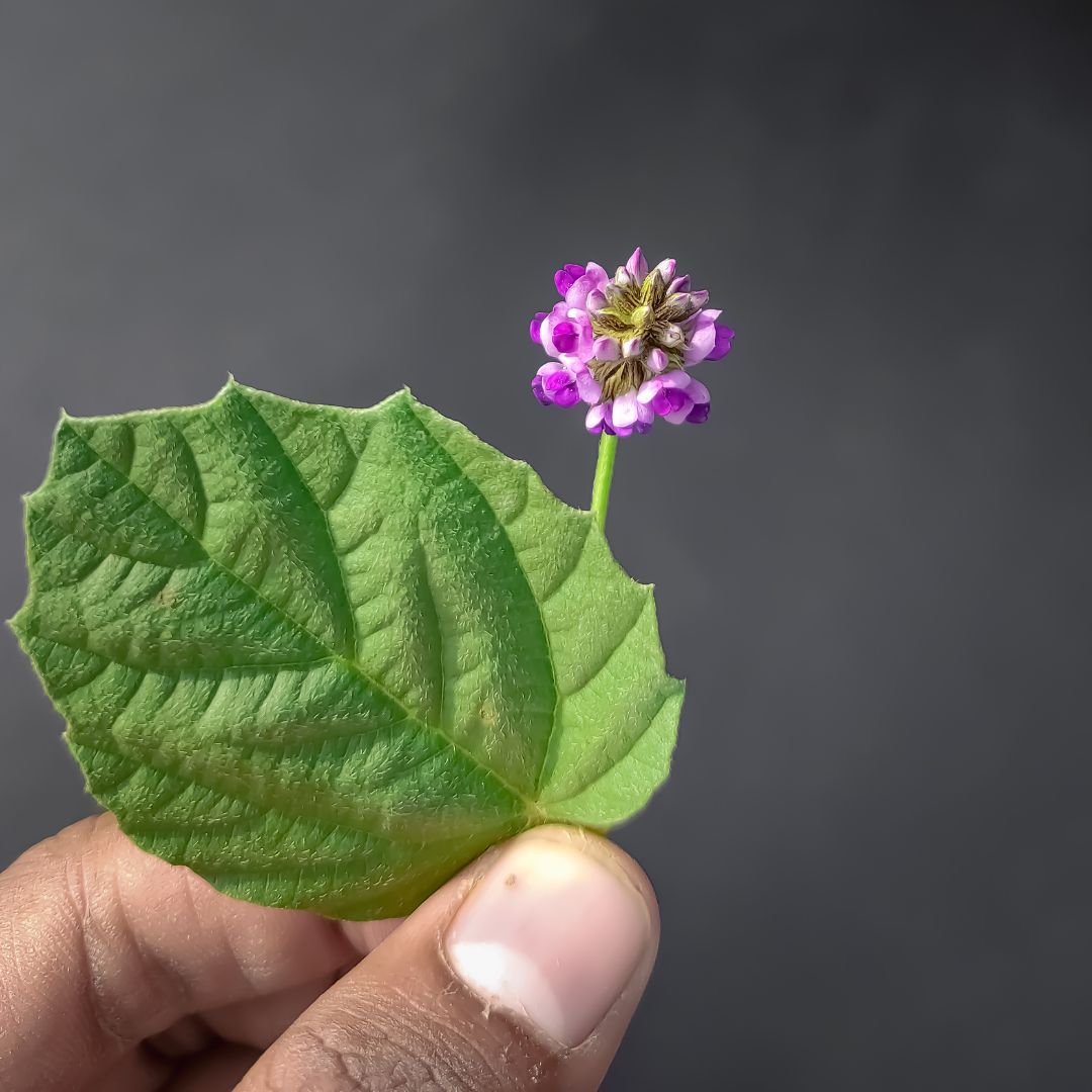 Bakuchiol -přírodní zázrak pro antiage péči
