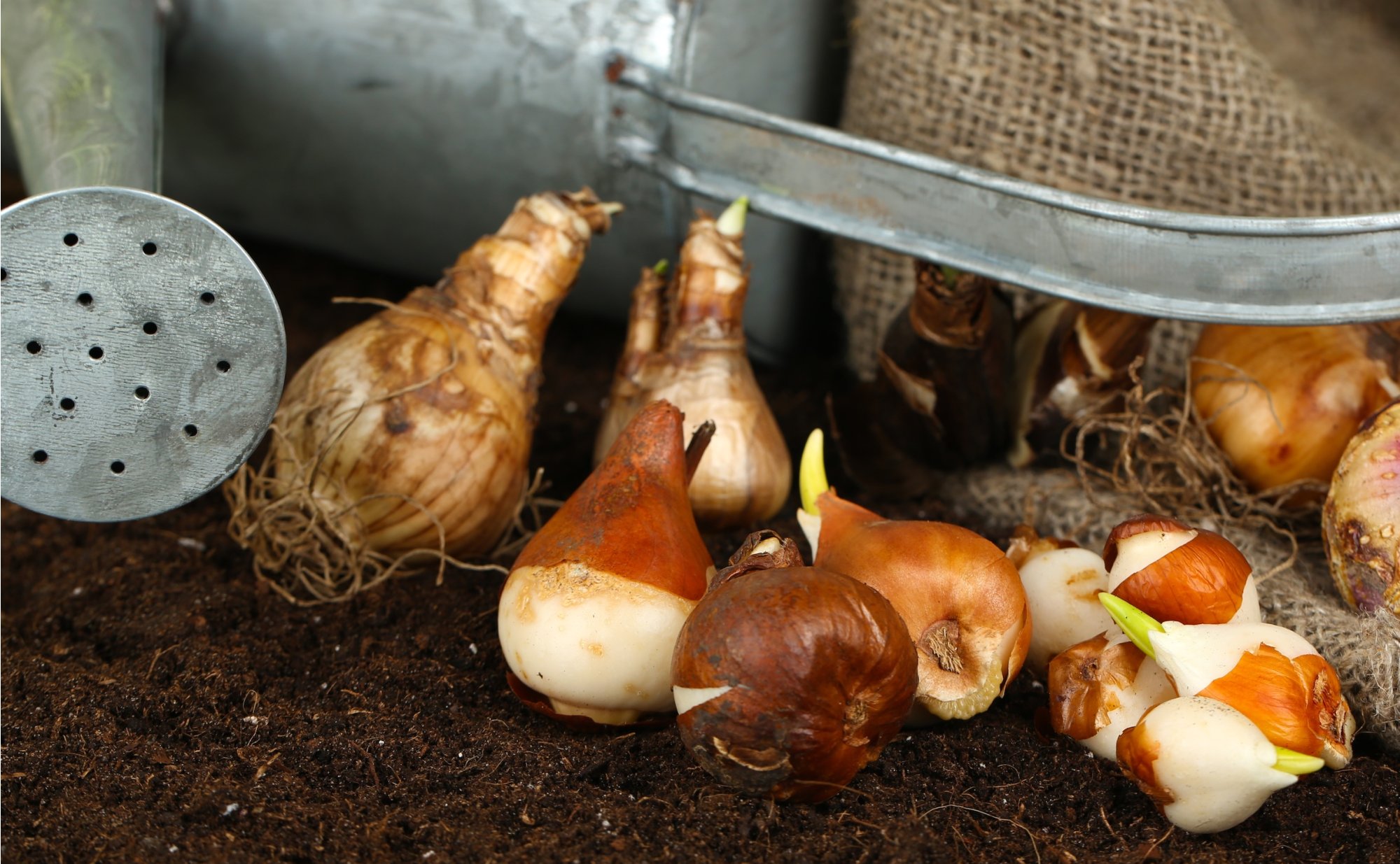 Rychlení cibulovin: Vykouzlete si jaro uprostřed zimy