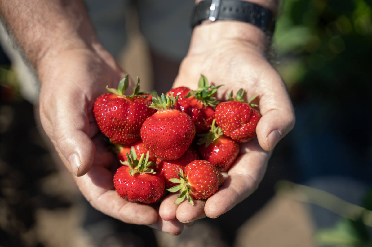 Kompletní průvodce frigo sadbou jahod: Získejte bohatou úrodu