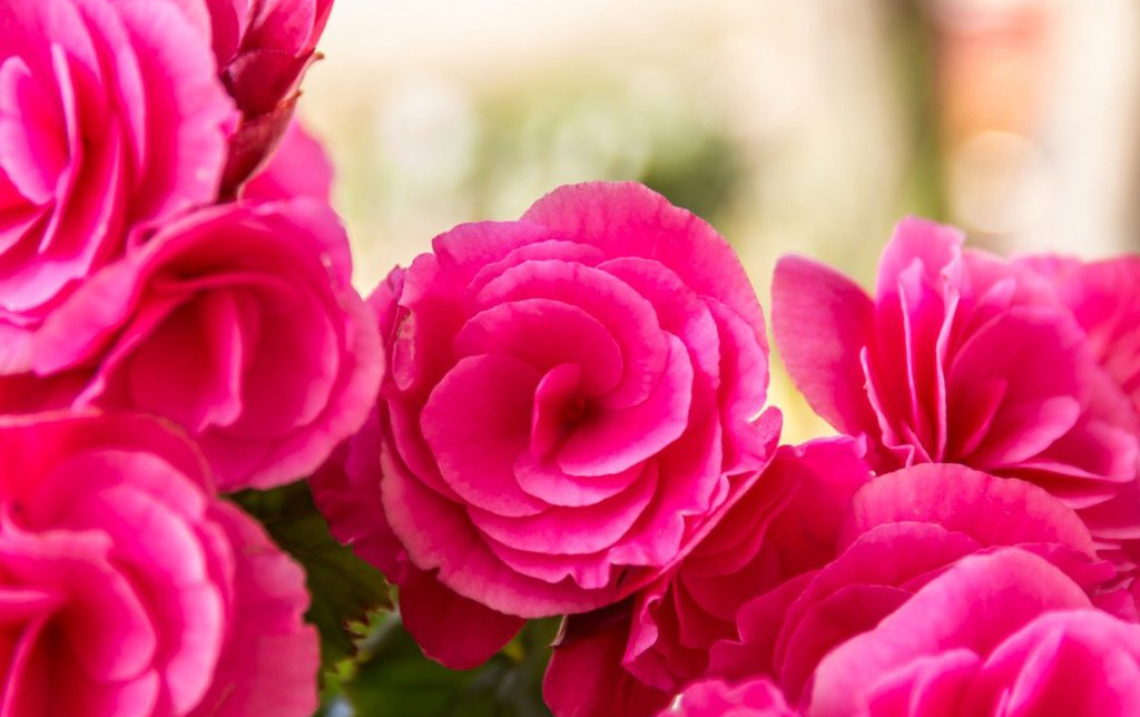 Jak pěstovat begonie? Péči o tuto okrasnou rostlinu zvládne každý.