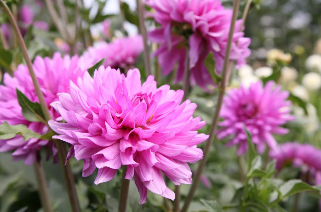 Jak pěstovat jiřiny: Jejich výsadba, sklizeň i zazimování mají jasná pravidla