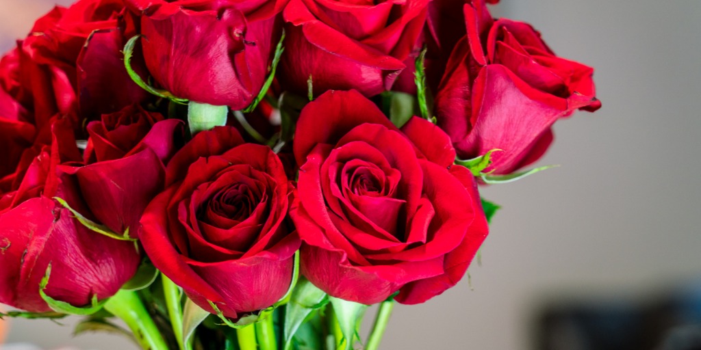 Druhy růží: Kdy a jak jednotlivé druhy růží stříhat