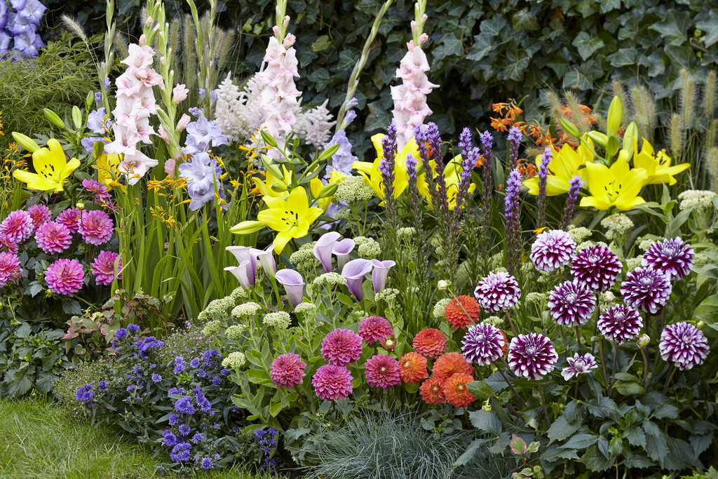 Které jarní cibuloviny jsou pro vás ty pravé?