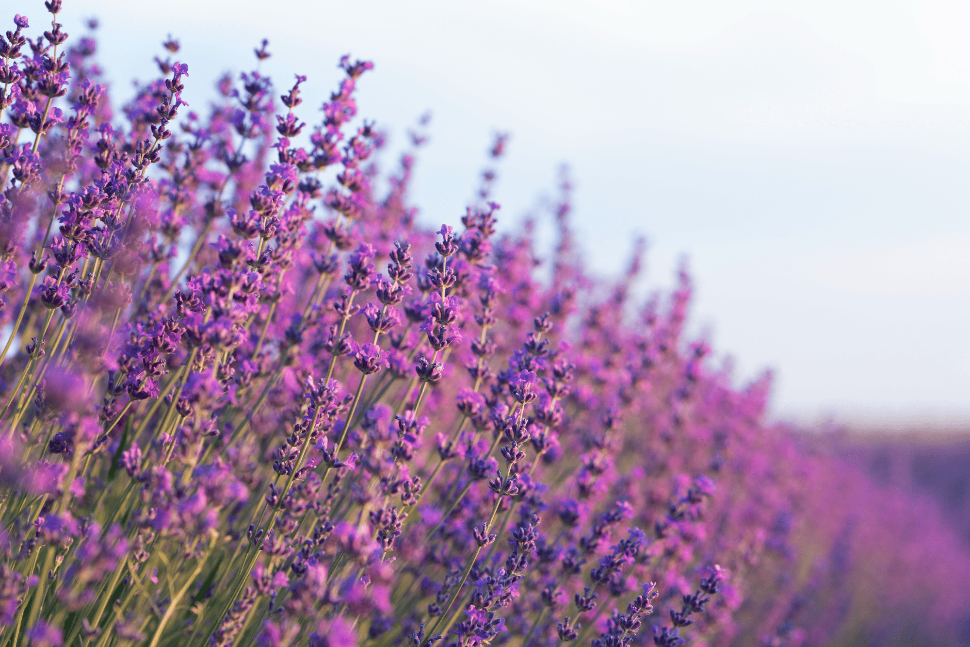 Pěstování levandulí: Vneste na svou zahradu kousek Provence